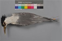 藏品(鳳頭燕鷗)的圖片